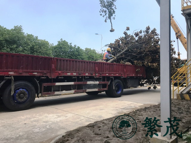 蘇州工業園區某單位樹木種植工程案例