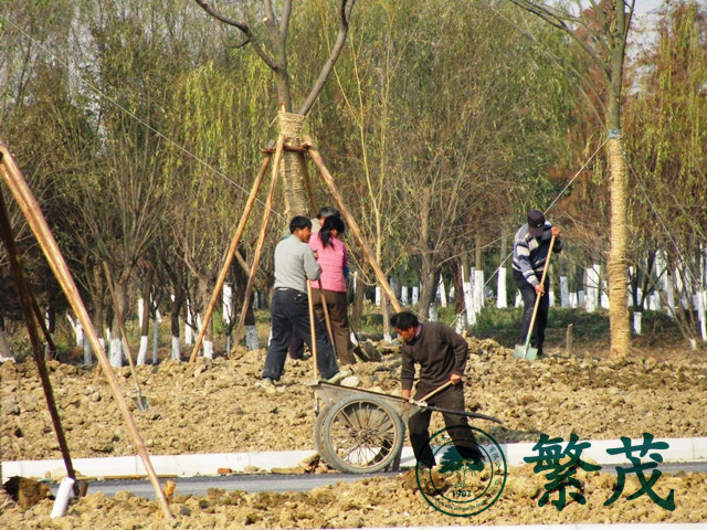 蘇州吳江區某濕地公園綠化工程案例