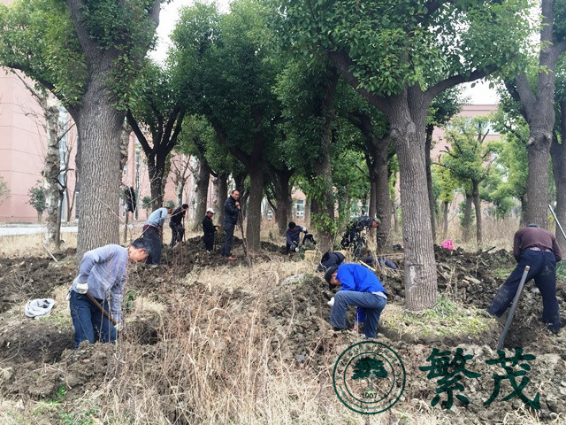 蘇州工業園區某學校香樟樹移栽工程案例