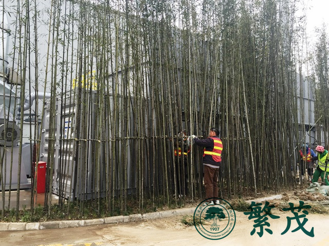 蘇州工業園區某工廠剛竹種植工程案例