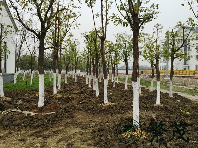  蘇州某國企單位苗木遷移工程案例