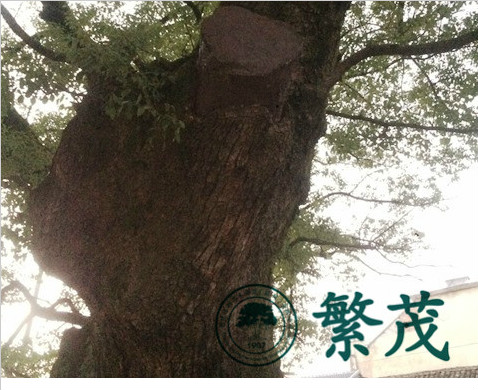浙江湖溪鎮西村爐莊某樟樹保護項目