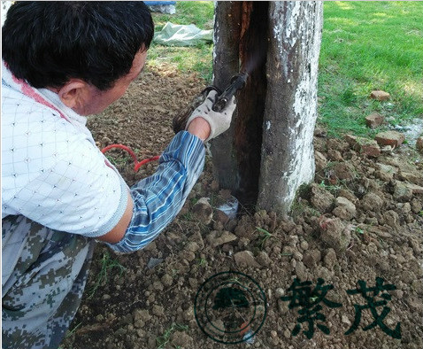 蘇州某紀念館古青楓救治復壯項目